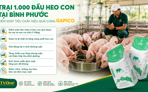 Trại 1.000 đầu heo con tại Bình Phước kiểm soát tiêu chảy hiệu quả cùng GAPICO